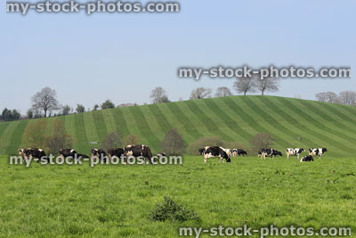 Stock image of green field on dairy farm, Holstein Friesian cows / cattle