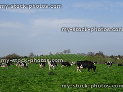 Stock image of black and white Holstein Friesian cows in field