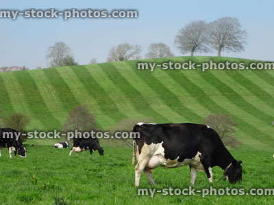 Stock image of group of Holstein Friesian cows on dairy farm