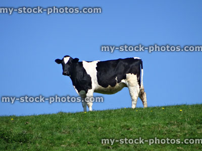 Stock image of single Holstein Friesian dairy cow, top of hill