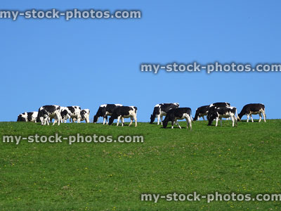 Stock image of black / white Holstein Friesian cows, green field, blue sky