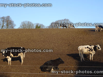 Stock image of young black and white Holstein Friesian cows / calves (dairy cattle)