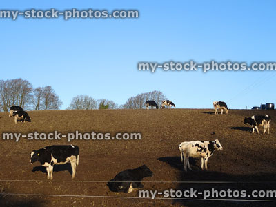 Stock image of Holstein Friesian calves / young cows in muddy field
