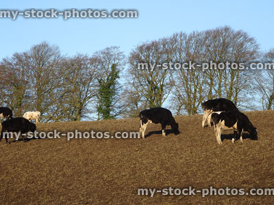 Stock image of Holstein Friesian calves eating in muddy field (dairy cows / cattle)