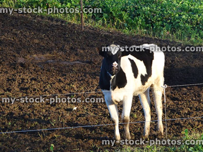 Stock image of single black and white Holstein Friesian calf on muddy farm