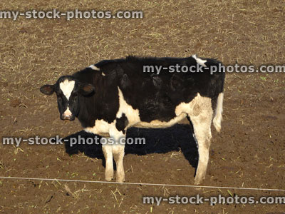 Stock image of Holstein Friesian calf, young cow on dairy farm