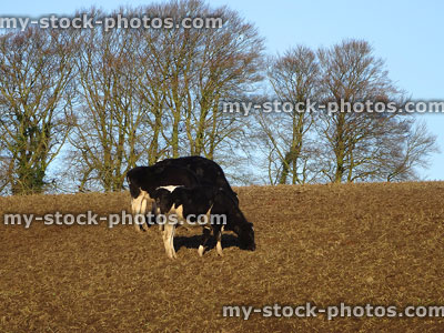 Stock image of Holstein Friesian calves / cows in muddy field during winter