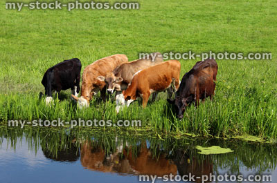 Stock image of line of Angus, Friesian, Guernsey and Jersey cows / calves drinking