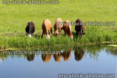 Stock image of happy young Angus, Friesian, Guernsey and Jersey cows / calves drinking