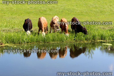 Stock image of five Angus, Friesian, Guernsey and Jersey cows / calves drinking