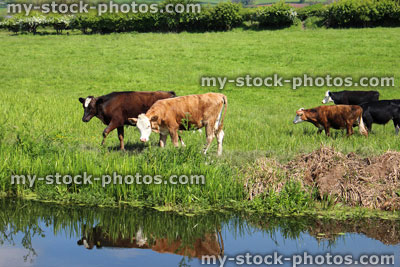 Stock image of happy young Angus, Friesian, Guernsey and Jersey cows / calves drinking