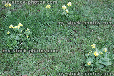 Stock image of cowslip flowers / primroses / primulas growing in lawn grass