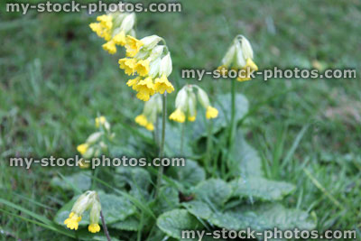 Stock image of cowslip flowers / primroses / primulas growing in lawn grass