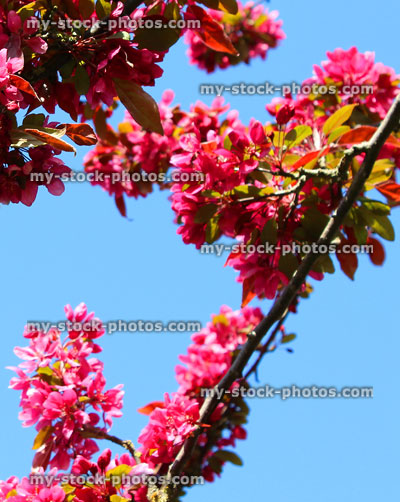 Stock image of pink flowers on crab apple tree Malus floribunda