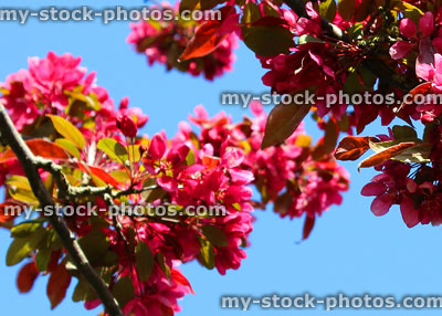 Stock image of pink flowers on crab apple tree Malus floribunda