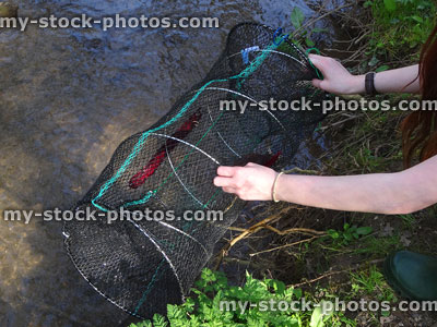 Stock image of collapsable crayfish net being set in freshwater stream