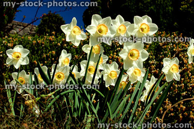 Stock image of pale cream and orange daffodils / narcissus in spring
