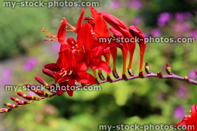 Stock image of bright red crocosmia flower / montbretia (Crocosmia Red Lucifer)