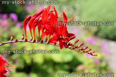 Stock image of bright red crocosmia flower / montbretia (Crocosmia Red Lucifer)