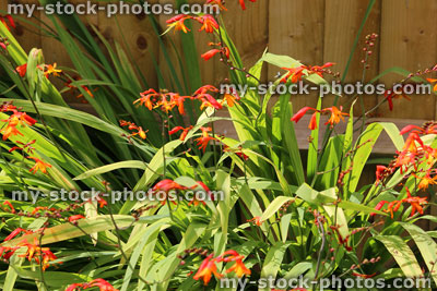 Stock image of summer flowerbed / herbaceous border, crocosmia aurea, orange crocosmia flowers / monbretia