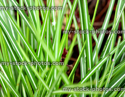 Stock image of striped crocus foliage / green leaves in spring garden