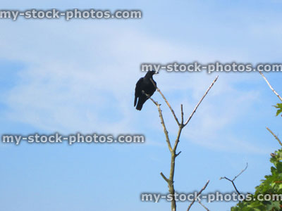 Stock image of single black crow bird perched on tree branch