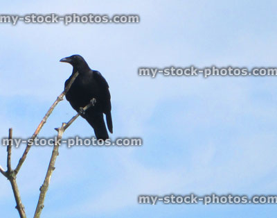 Stock image of single black crow bird perched on tree branch