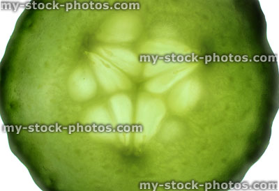 Stock image of single slice of cucumber, backlit on white background