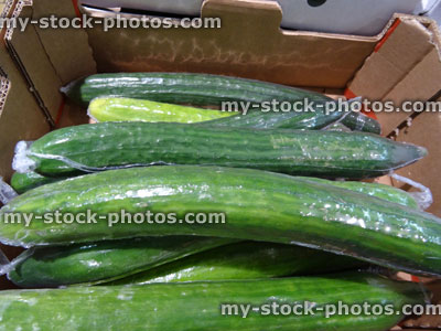 Stock image of cardboard box of fresh organic green cucumbers, shrink wrapped, supermarket / fruit shop
