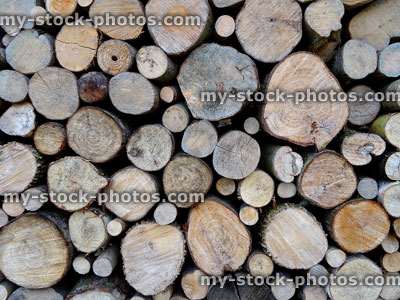 Stock image of cut logs close up, showing tree rings, insect hotel