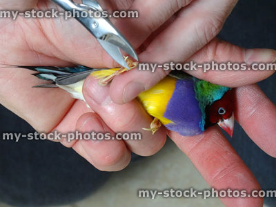 Stock image of male red head Gouldian finch bird having toenails trimmed