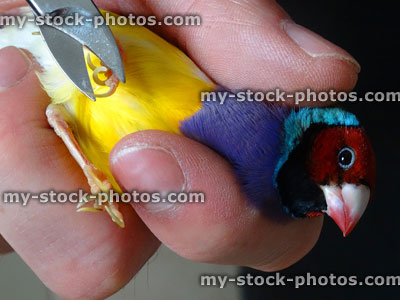 Stock image of cutting toenails on exotic Gouldian finch bird, nail cutters