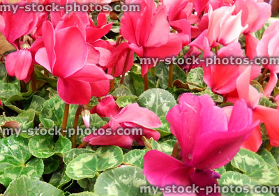 Stock image of pink, and scarlet red cyclamen flowers, pot plants