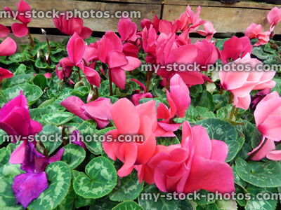Stock image of pink, purple and red cyclamen flowers, pot plants