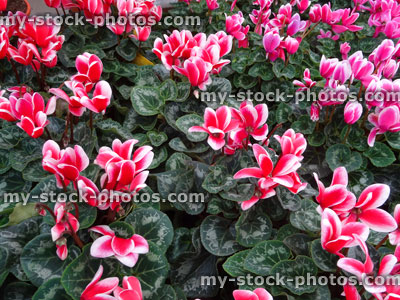 Stock image of variegated pink / white cyclamen flowers in plant pots