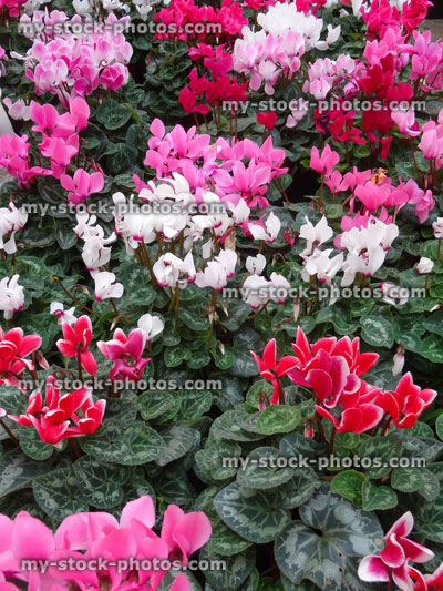 Stock image of pink, purple and red cyclamen flowers, pot plants