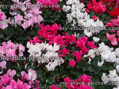 Stock image of pink, white and red cyclamen flowers, pot plants