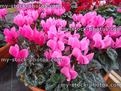 Stock image of pink cyclamen flowers, flowering pot plants, pink cyclamens