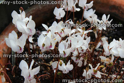 Stock image of hardy autumn cyclamen hederifolium / neapolitanum, white cyclamen flowers, Alpine plant, flowerpot