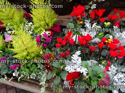 Stock image of autumn garden bedding plants, cyclamens, pansies, ivy, golden conifers