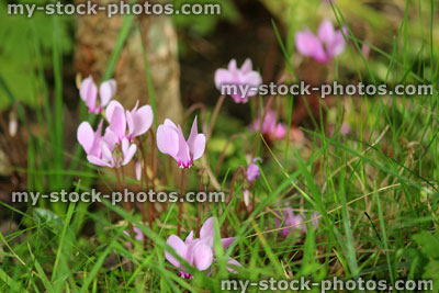 Stock image of hardy autumn cyclamen hederifolium / neapolitanum with pink flowers