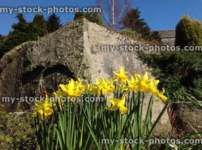 Stock image of small yellow daffodils (narcissus) clump flowering in spring