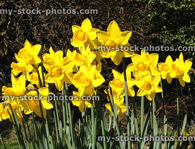 Stock image of clump of bright yellow daffodils / narcissus in spring gardens