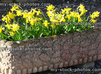 Stock image of ornamental stone trough with yellow daffodils in spring