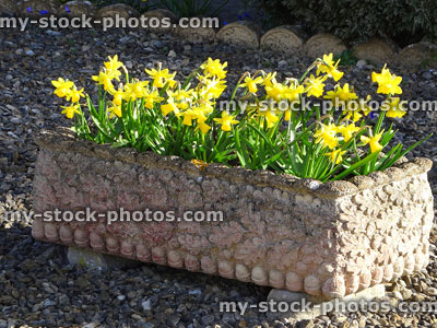 Stock image of cast stone trough with dwarf daffodil flowers in spring