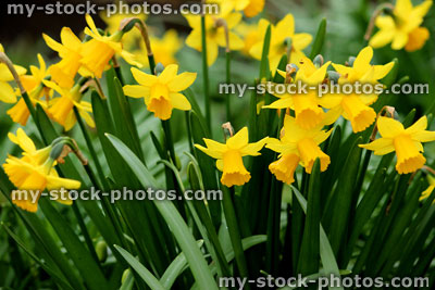 Stock image of dwarf daffodils variety Tete a Tete