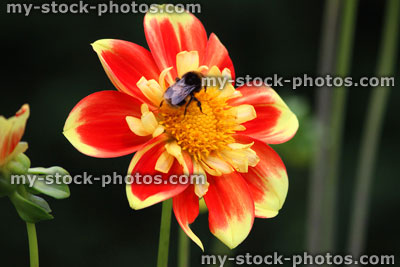 Stock image of red, yellow and orange striped dahlia flower, pattern, honey bee