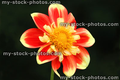 Stock image of red, yellow and orange striped dahlia flower, pattern