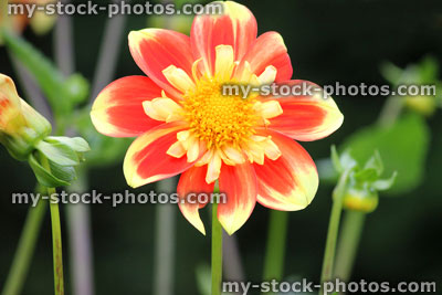 Stock image of red, yellow and orange striped dahlia flower, pattern