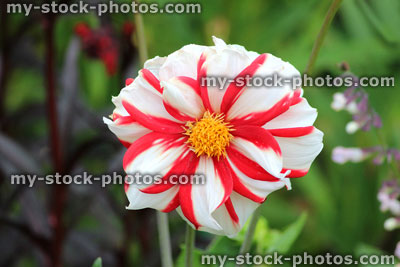 Stock image of red and white striped dahlia flower, stripy pattern